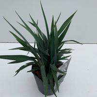 Dianella rev. Blue Stream