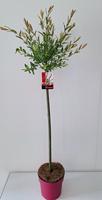 Salix int. Flamingo