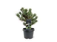 Pinus parviflora Negishi