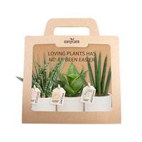 Sansevieria mix 3-Pack Raw Grey