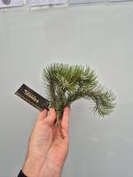 Tillandsia Funkiana Clumb XL plus Label