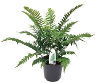Dryopteris atrata