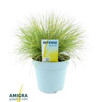 Festuca gl. AmiGold
