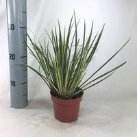Acorus gra. Variegatus