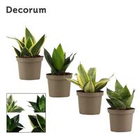 Sansevieria Hahnii Mix