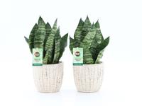 Sansevieria Black Coral in Sculpture ceramic