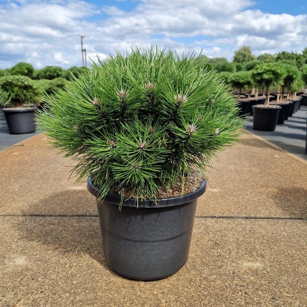 Picture of Pinus nigra Marie Bregeon C12 30/40