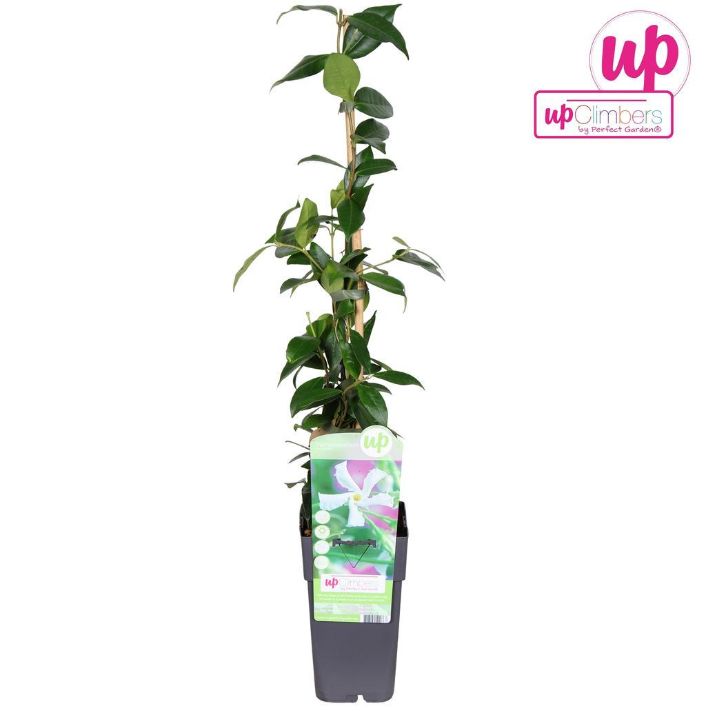 Picture of Trachelospermum Jasminoides P15