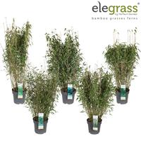 Fargesia in varieties