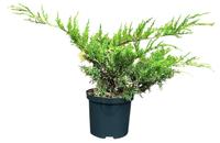 Juniperus h. White Splash