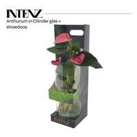 Anthurium in Cylinder glass + showbox