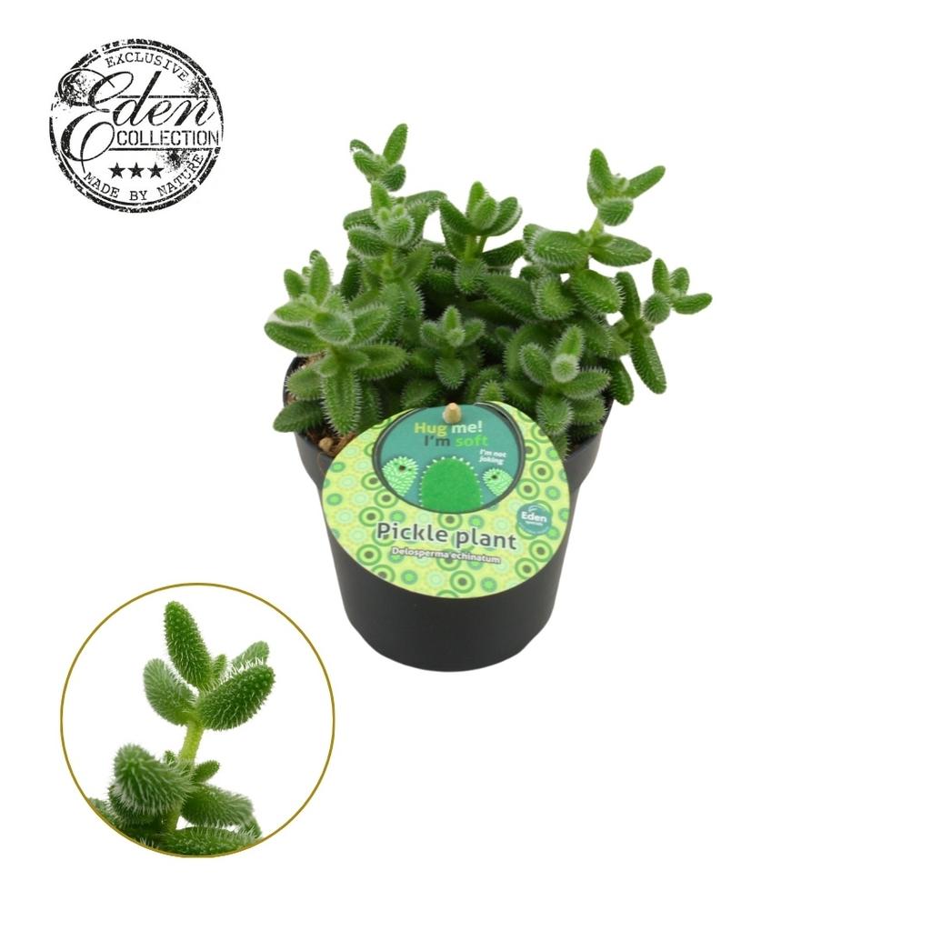 Picture of Delosperma Echinatum english label P12 20CM