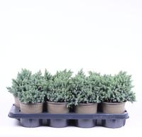 Juniperus squa. Blue Star