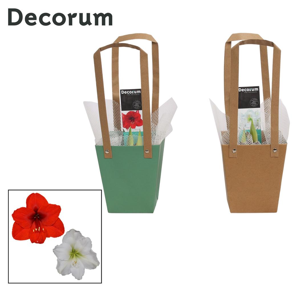 Afbeeldingen van Hippeastrum Mix 2 shoots in Giftbag (Decorum) P12 25CM