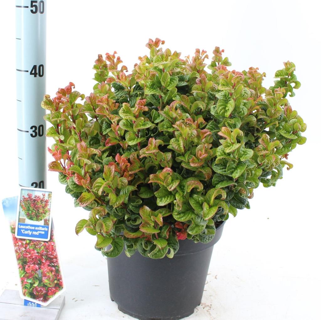 Picture of Leucothoe axillaris Curly Red P23 (5 Ltr)