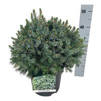 Picea omorika Nana