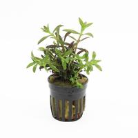 Limnophila hippuridoides