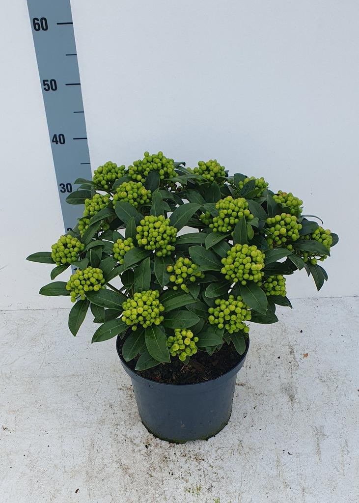 Picture of Skimmia japonica Pabella P23 (5 Ltr) 20/TRUSSES
