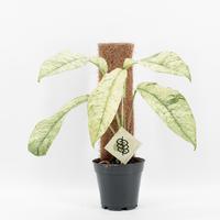 Rhaphidophora Gorilan Variegated