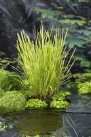 Glyceria maxima Variegata