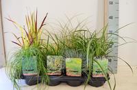 Carex in varieties