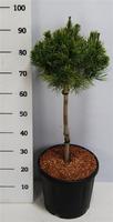 Pinus mugo Carsten