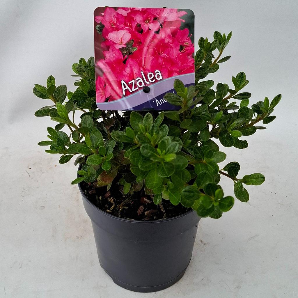 Picture of Azalea jap. Anouk P13