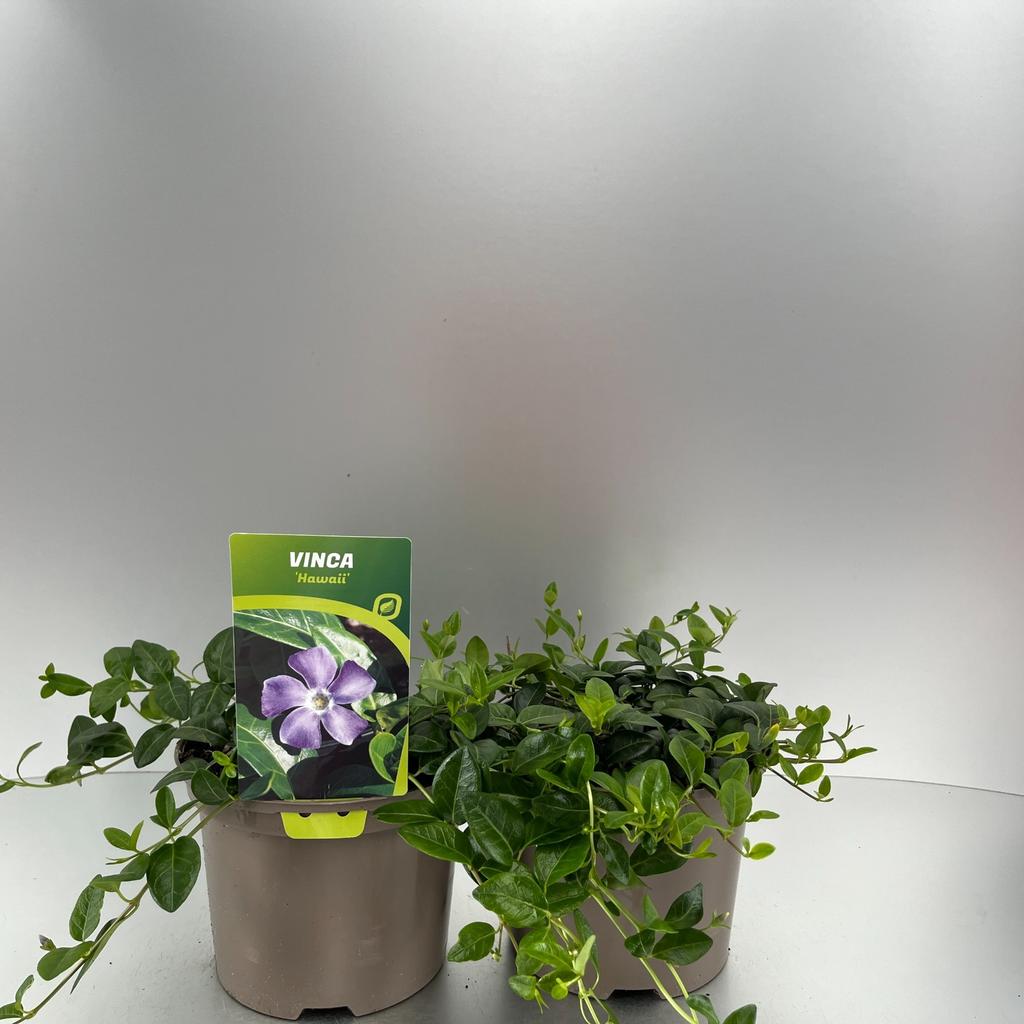 Picture of Vinca minor Hawaii P17 (2 Ltr)