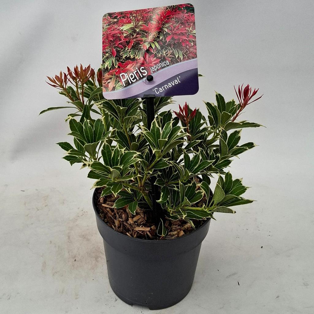 Picture of Pieris jap. Carnaval P13