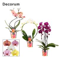 Phalaenopsis hybrid diff shapes