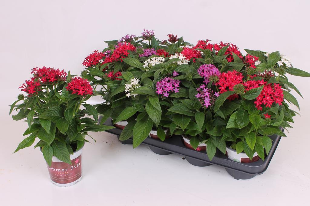 Picture of Pentas Lanceolata BeeBright in varieties P13 28CM