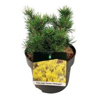 Pinus mugo Carstens Wintergold'