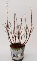 Salix helvetica