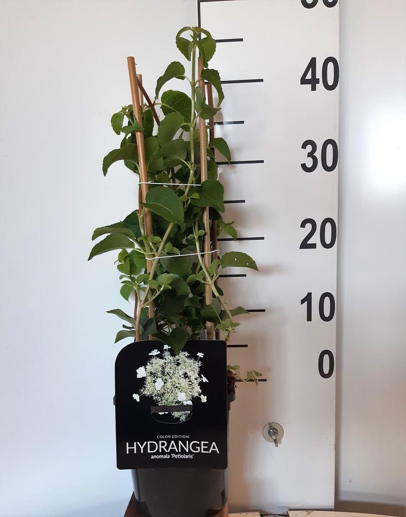Picture of Hydrangea ano. Petiolaris P17 (2 Ltr) Square