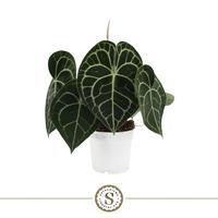 Anthurium Clarinervium