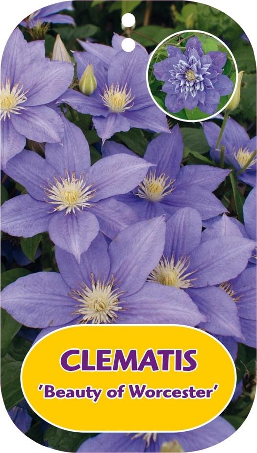 Picture of Clematis Beauty of Worcester P15 (2 Ltr/high) 80/100