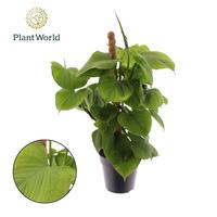 Philodendron fibraecataphyllum Mosstick