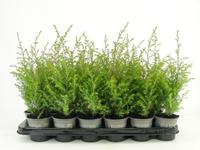 Juniperus com. Gold Cone