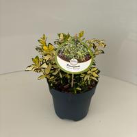 Euonymus japonicus Himalaya Blondy