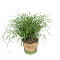 Cyperus alternifolius Zumula PetPlant potcover