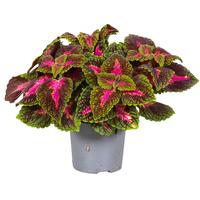 Coleus Park Avenue (Indoor)