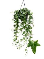 Hedera helix Mona Lisa