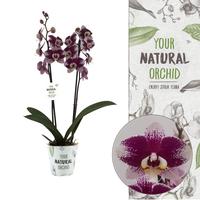Phalaenopsis hybrid Barcelona YNO