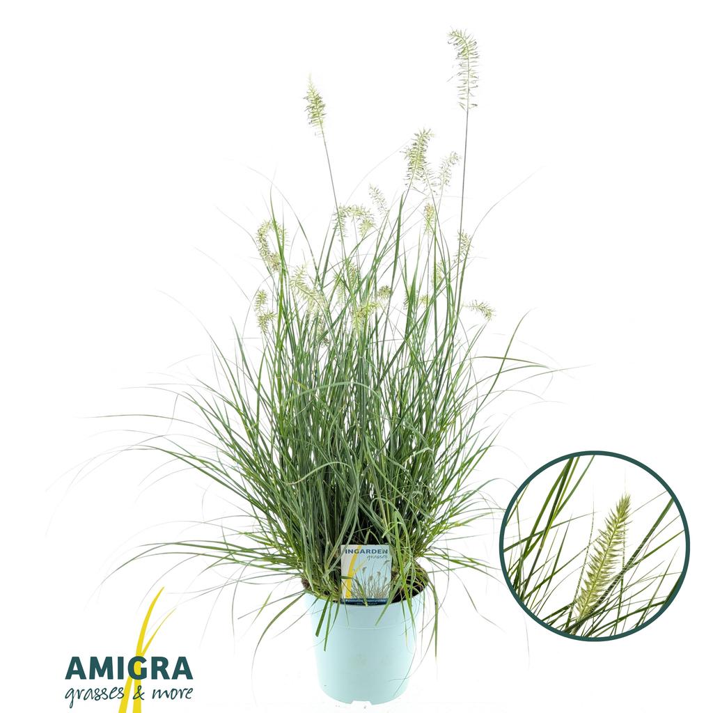 Picture of Pennisetum alopecuroides Little Hameln® P17 (2 Ltr)