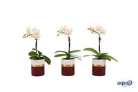 Phalaenopsis hybrid Dolomite Horizon Bordeaux Tiny Dolls White + Aqu@