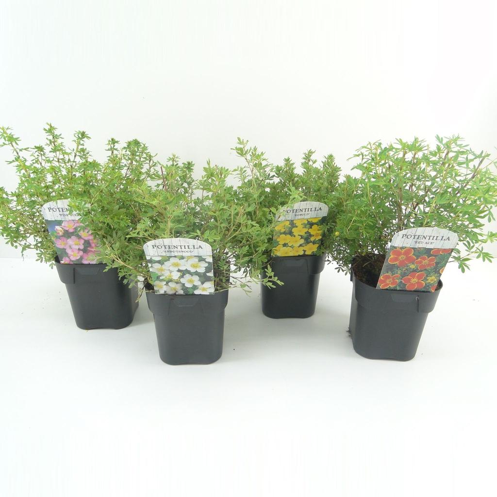 Obrázek Potentilla fruticosa in varieties P17 (2 Ltr) Square