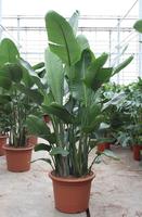 Strelitzia nicolai