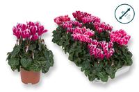Cyclamen XL FUJI varieties
