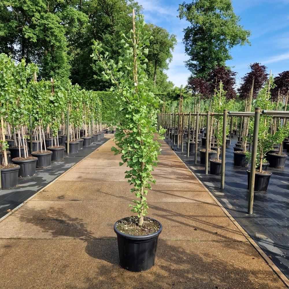 Afbeeldingen van Ginkgo biloba Eiffel C35 150/175