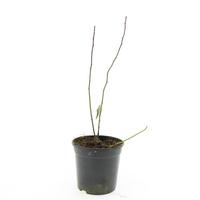 Itea virginica